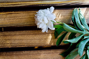 Fototapeta premium One white peony flower lies on a wooden table