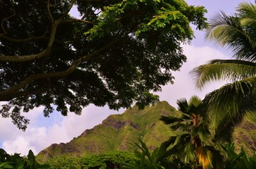 Fototapeta na wymiar Hawaiian Mountains and Trees