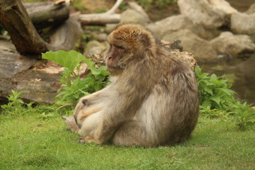 Small Monkey Close Up