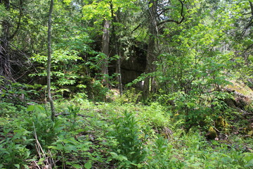 Forest Entrance