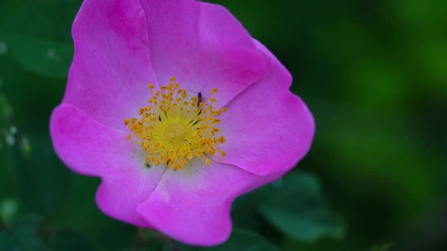 Wild Rose (Rosa canina) - (4K)