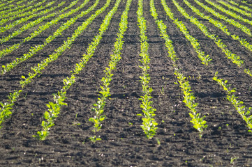 Sugar beet, sugar beet sprouts field