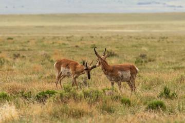 Naklejka na ściany i meble Pair of Pronghorn Antelope Bucks