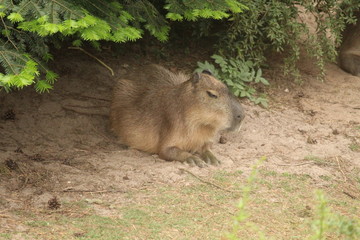 Capybara