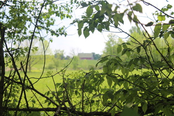 Barn Through the Trees