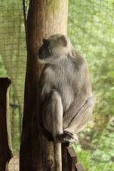 Small Monkey Close Up