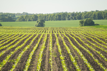 Sugar beet, sugar beet sprouts field