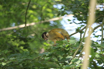 Obraz premium Small Monkey Close Up