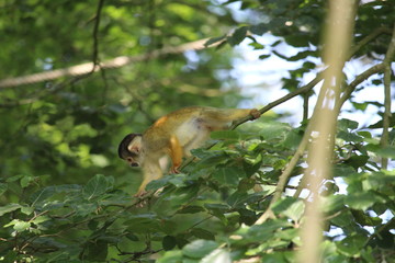 Small Monkey Close Up