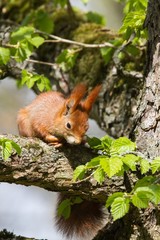 Eichhörnchen 9 © Karl-Heinz Schmidt