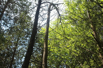 Obraz premium Forest Looking Up