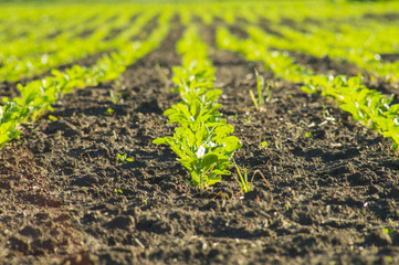 Sugar beet, sugar beet sprouts field