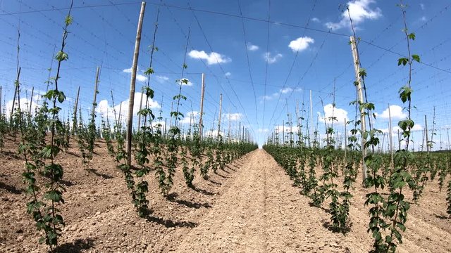 Hopfenanbau in der Hallertau, Hopfen, humulus, Bier, Kletterhilfe, Landwirtschaft, 4K