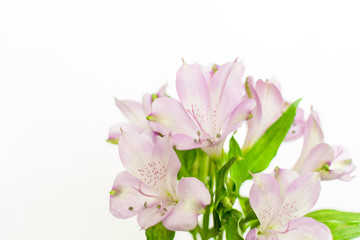 Naklejka premium Beautiful blooming purple freesia Lily of the Incas or Alstroemeria aurea