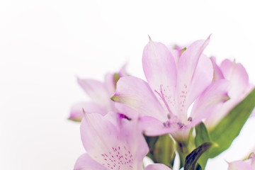 Obraz na płótnie Canvas Fresh purple Peruvian lily (Alstroemeria) flowers isolated on white background