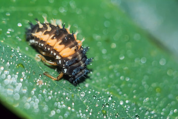 larva of ladybug