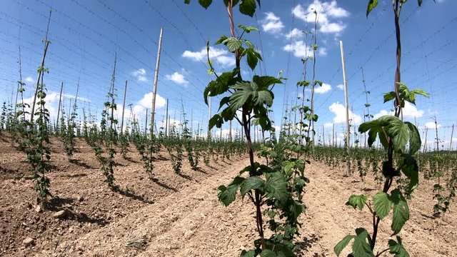 Hopfenanbau in der Hallertau, Hopfen, humulus, Bier, Kletterhilfe, Landwirtschaft, 4K