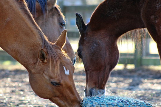 Three Horses Eating from Hay Net