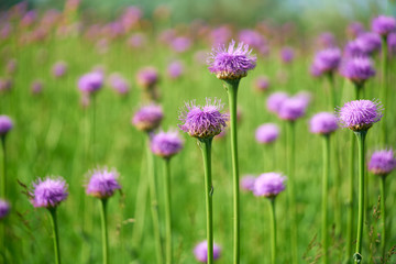 Obraz premium Beautiful wildflowers, purple cornflowers