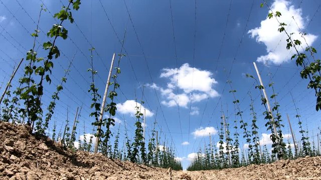 Hopfenanbau in der Hallertau, Hopfen, humulus, Bier, Kletterhilfe, Landwirtschaft, 4K