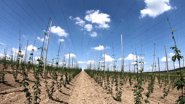 Hopfenanbau in der Hallertau, Hopfen, humulus, Bier, Kletterhilfe, Landwirtschaft,  4K