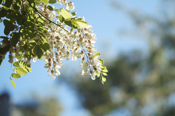 White acacia flowers