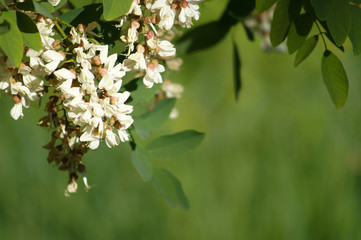 White acacia flowers