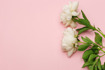 Fototapeta na wymiar white peonies on a pink background