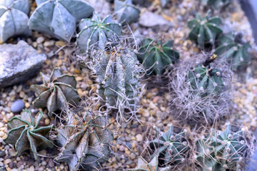 Group of varied succulent plants, cactuses. Modern exotic spiny botanical background