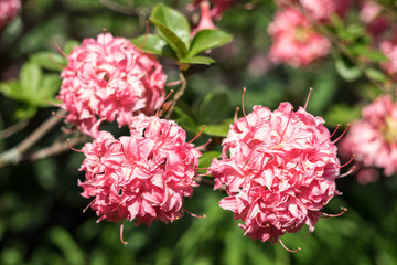 Spring flowers in the park