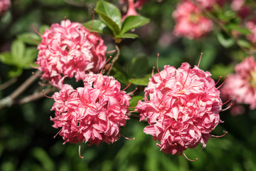 Spring flowers in the park