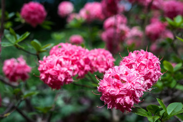 Fototapeta premium Spring flowers in the park