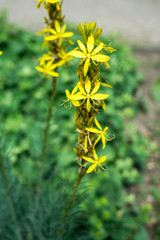 Spring flowers in the park