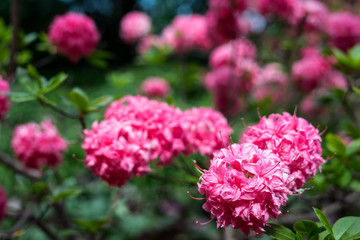 Spring flowers in the park