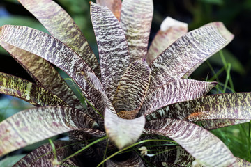 Variegated yucca close-up, Rosette. Tropical decorativ plant foliage, Macro photo of leaf, natural pattern, exotic botanical background