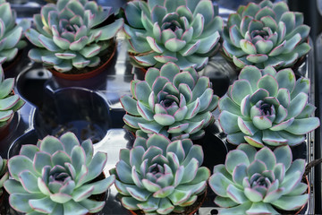 Echeveria Apus, blue green rosettes edged in pink, vivid succulent