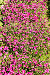flowery and colorful carnations in a spring flower market