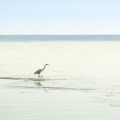 Egret In Tranquil Waters