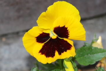 Colorful pansies blooming in the garden