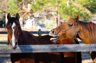 Funny Conversation Between Two Horses