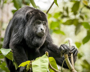 Howler Monkey In Forest