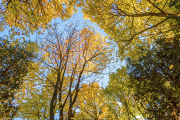 red, yellow and green leaves on the crowns of trees against a blue sky