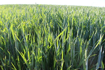 Green and burgundy grass, spicas grow on the field