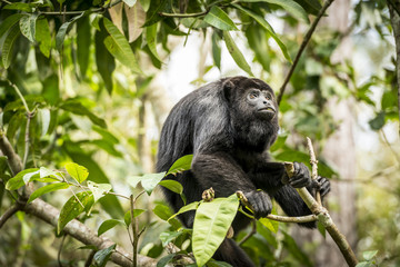 Howler Monkey In Forest