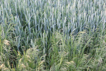 Green and burgundy grass, spicas grow on the field