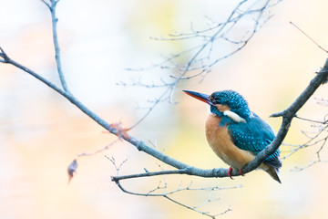 木にとまるカワセミ