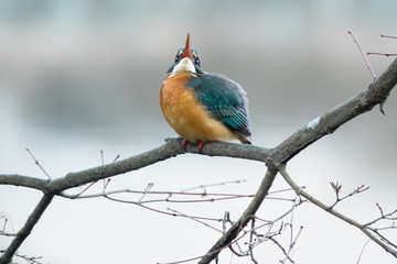 木にとまるカワセミ