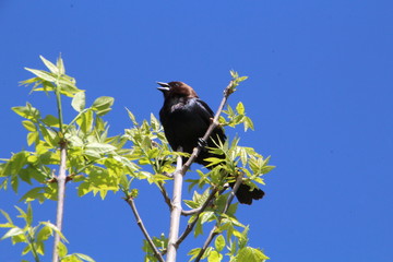Song Bird In Tree, Pylpow Wetlands, Edmonton, Alberta