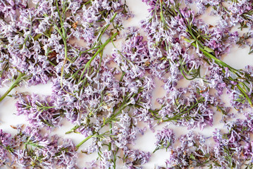 dried lilac flowers