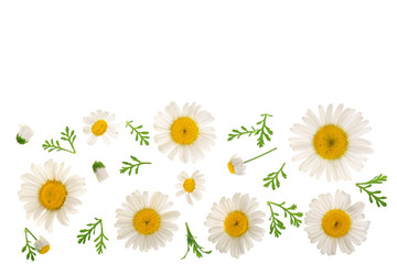 Fototapeta premium chamomile or daisies with leaves isolated on white background with copy space for your text. Top view. Flat lay